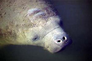 Manatee. Photo courtesy U.S. Geological Survey