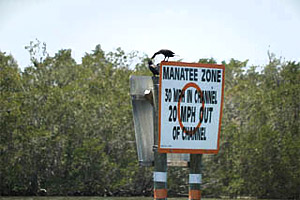 Manatee zone. Photo courtesy U.S. Geological Survey