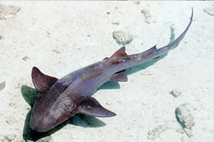 Nurse shark (Ginglymostoma cirratum). Photo © Tobey Curtis