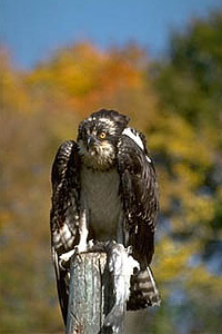 Osprey (Pandion haliaetus). Photo © Tom Brakefield, California Academy of Sciences