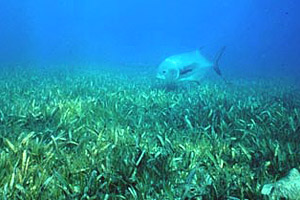 Permit swimming over seagrass meadow. Photo courtesy Heather Dine, NOAA