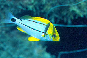 Porkfish (Anisotremus virginicus). Photo © Luiz Rocha