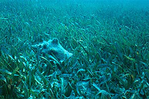 Queen conch (Strombus gigas). Photo courtesy NOAA