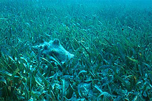 Seagrass and Seagrass Beds