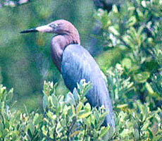 Reddish egret (Egretta rufescens). Photo courtesy U.S. Geological Survey