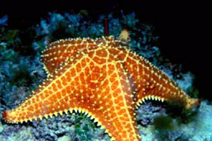 Bahamian starfish (Oreaster reticulatus). Photo © Don DeMaria