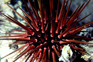 Sea urchin. Photo © Don DeMaria