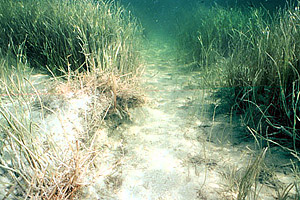 Seagrasses stabilize sediments. Photo courtesy Florida Keys National Marine Sanctuary