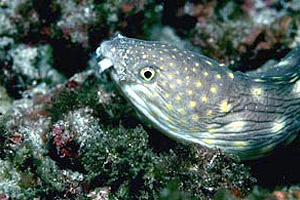 Sharptail eel (Myrichthys breviceps). Photo © David Snyder