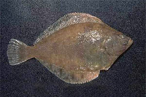 Southern flounder (Paralichthys lethostigma). Photo courtesy NOAA