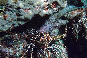 Spiny lobster (Panulirus guttatus). Photo courtesy Paige Gill, Florida Keys NMS/NOAA