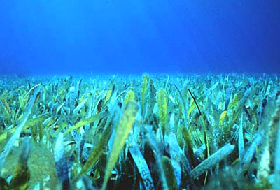 Meadow of turtle grass. Photo courtesy Paige Gill, Florida National Marine Sanctuary
