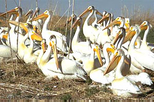 White pelicans (Pelecanus erythrorhynchos). Photo courtesy U.S. Geological Survey