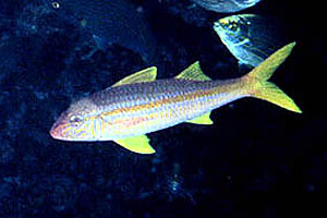 Yellow goatfish (Mulloidicthys martinicus). Photo © James Van Tassell