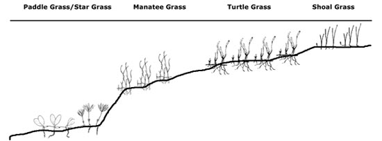 Seagrass zonation depth chart