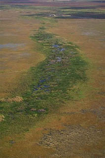 Shark river slough. Photo courtesy South Florida Water Management District