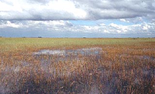 Shark River Slough. Photo courtesy South Florida Water Management District