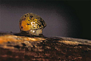 Apple Snail. Photo courtesy South Florida Water Management District