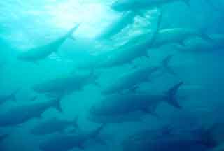 Schooling tarpon. Photo © Don DeMaria