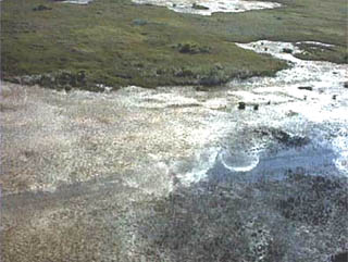 Taylor Slough. Photo courtesy U.S. Geological Survey