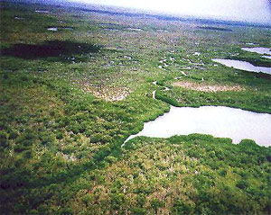 Aerial view of lower Taylor Slough near Florida Bay with mangroves and tidal creeks. Photo courtesy U.S. Geological Survey