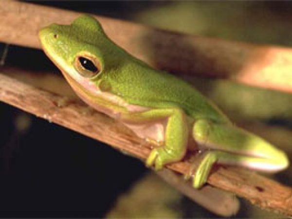 Green treefrog (Hyla cinerea). Photo courtesy South Florida Water Management District