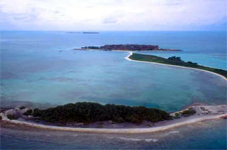 Mangroves thrive in tropical climates. Photo courtesy National Park Service