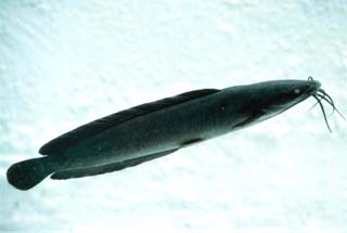 Walking catfish. Photo courtesy Florida Caribbean Science Center/U.S. Geological Survey