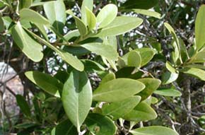 White mangrove. Photo © Cathleen Bester / Florida Museum