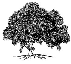 White mangrove. Illustration courtesy NOAA