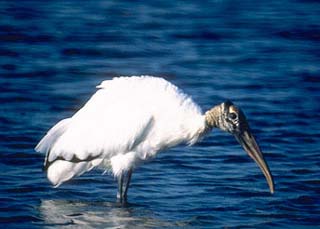 Wood stork. Photo courtesy U.S. Fish and Wildlife Service