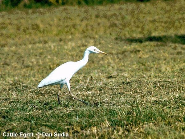 Cattle Egret | Bubulcus ibis