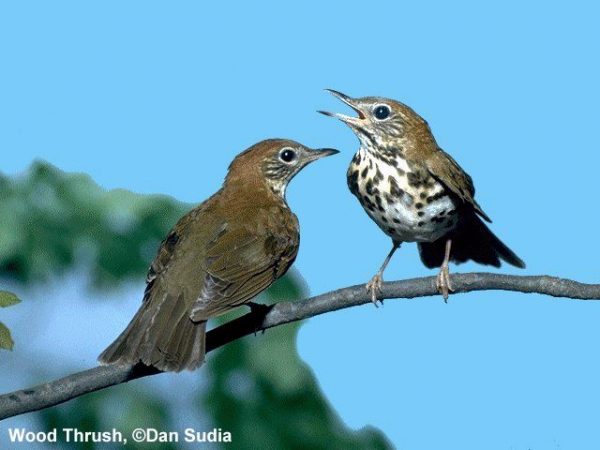 Wood Thrush | Hylocichla mustelina
