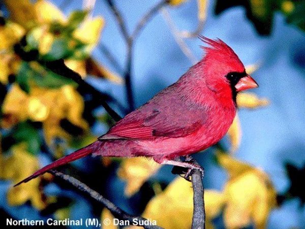 Northern Cardinal | Cardinalis cardinalis | male