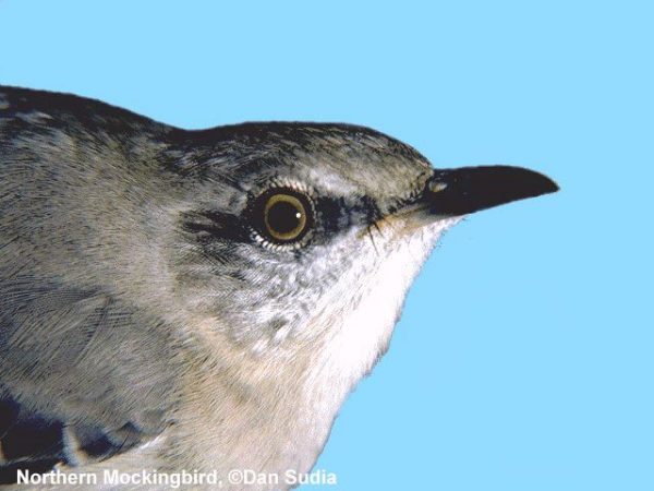 Northern Mockingbird | Mimus polyglottos