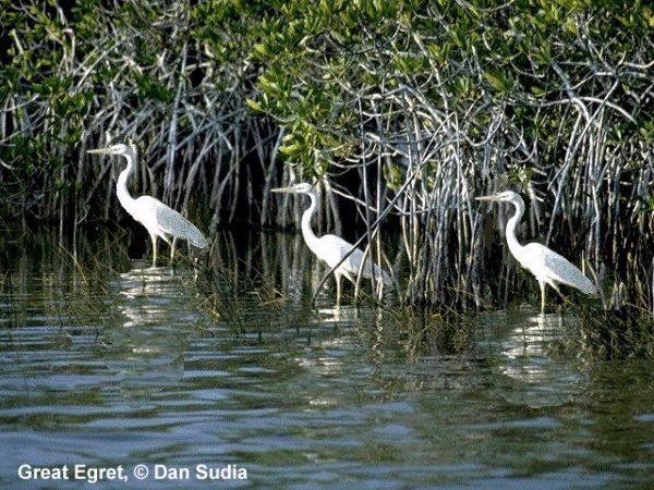 Great Egret | Ardea alba