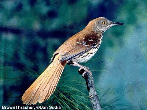 Brown Thrasher | Toxostoma rufum