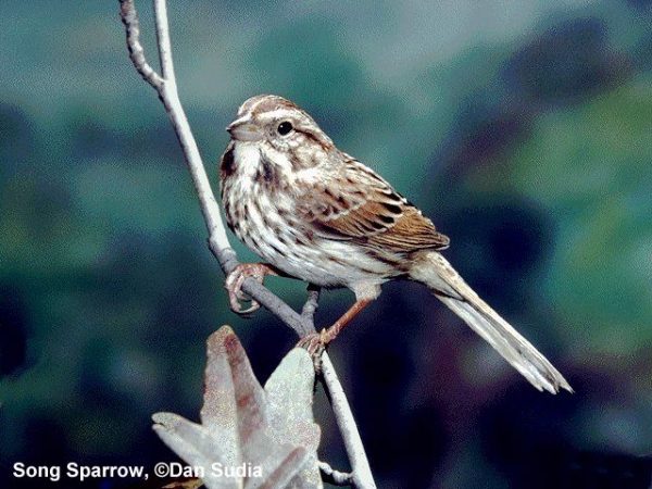 Song Sparrow | Melospiza melodia