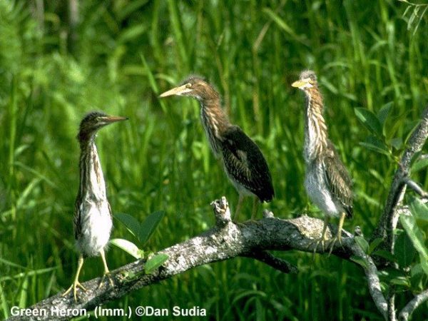 Green Heron | Butorides virescens | fledglings