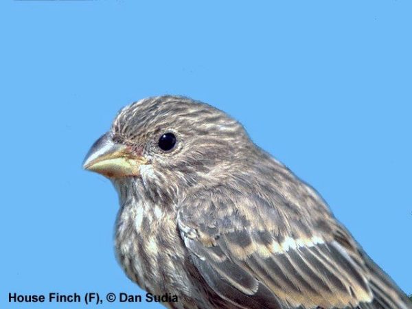House Finch | Carpodacus mexicanus | female