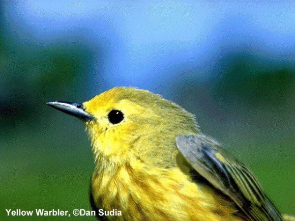 Yellow Warbler | Dendroica petechia
