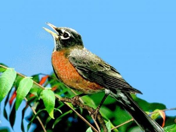American Robin | Turdus migratorius