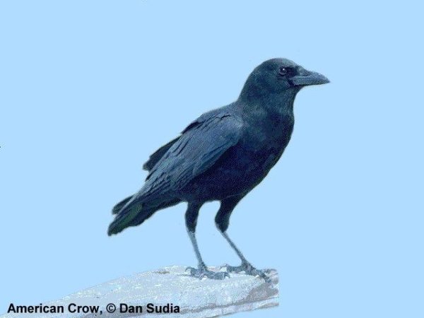 American Crow | Corvus brachyrhynchos