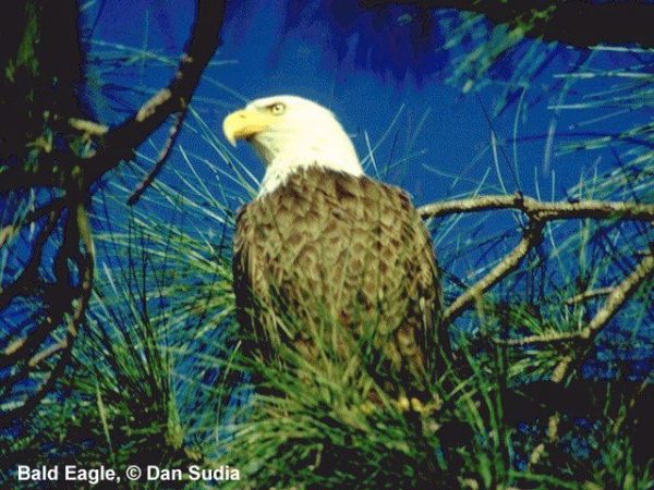 Bald Eagle | Haliaeetus leucocephalus