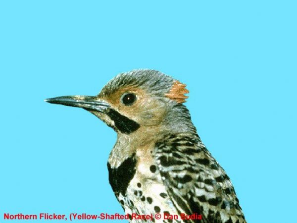 Northern Flicker | Colaptes auratus | yellow-shafted race