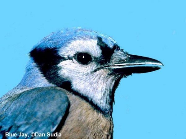 Blue Jay | Cyanocitta cristata
