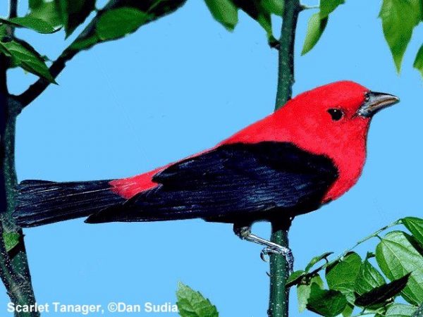 Scarlet Tanager | Piranga olivacea