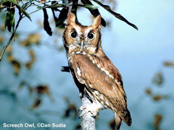 Eastern Screech-Owl | Otus asio