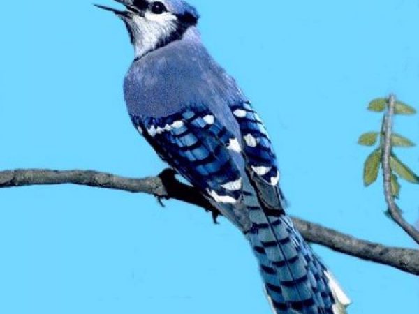Blue Jay | Cyanocitta cristata