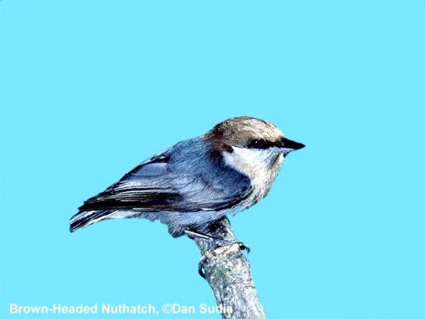 Brown-headed Nuthatch | Sitta pusilla